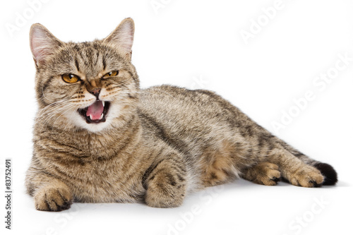 Fotografia British cat licks his lips and looking at the camera (isolated o