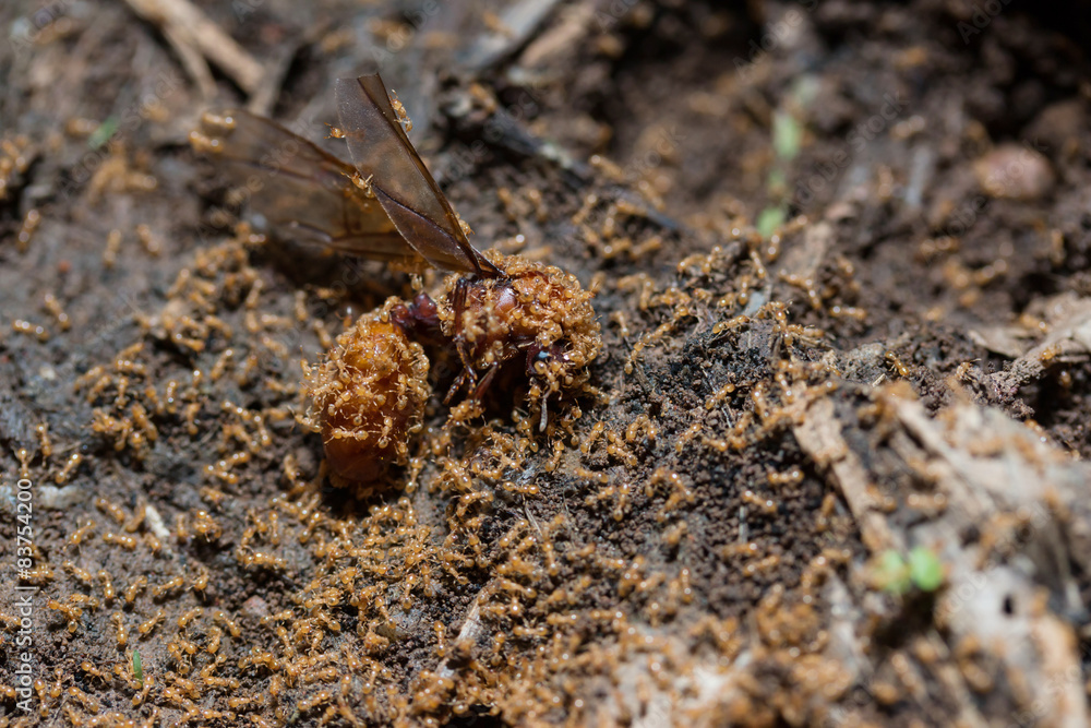 The subterranean ants Leaving the nest The subterranean ants Leaving the nest
