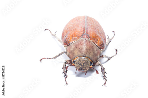 Female Rhinceros BeetleUnicorn Beetle isolate on white
