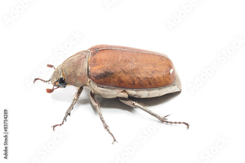Female Rhinceros BeetleUnicorn Beetle isolate on white