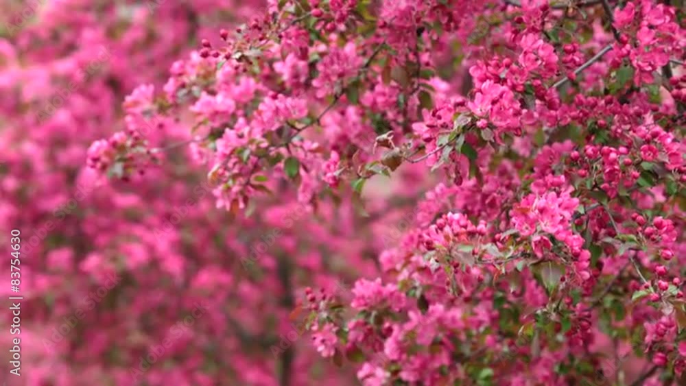Blooming Pink Crab Apple Trees in the Spring Garden Blooming Pink Crab Apple Trees in the Spring Garden