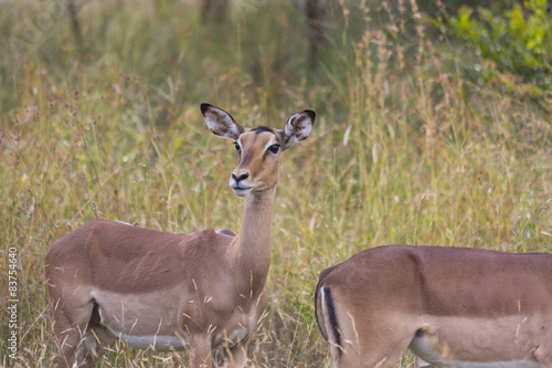 Impala in long grass