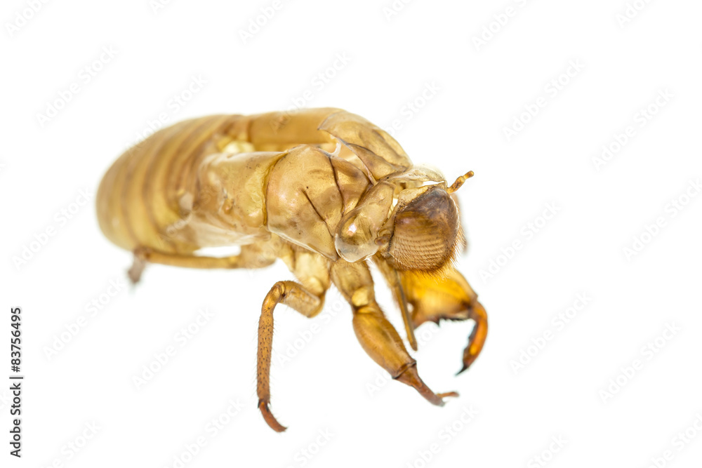 Cicada slough or molt isolated on white background Cicada slough or molt isolated on white background