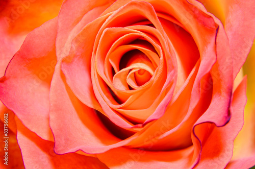 Orange rose flower, close up, texture
