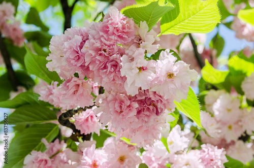 Pink tree flowers of Prunus serrulata Kanzan,  japanese cherry photo