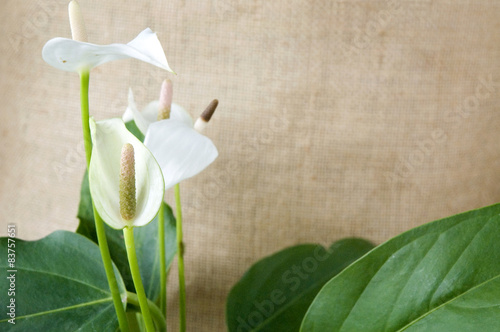 white anthurium with green leaves