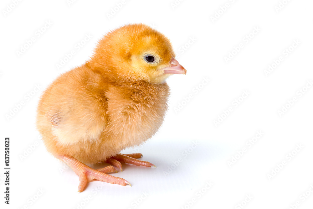 Fototapeta premium Little newborn brown chicken on white