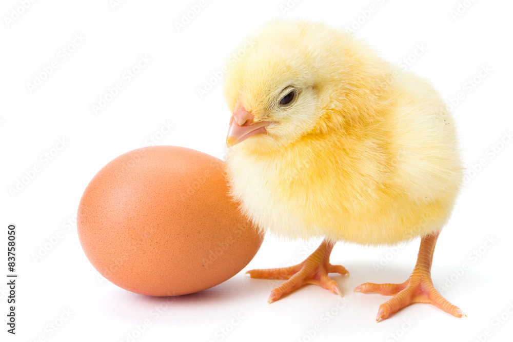 Fototapeta premium Little newborn yellow chicken with egg