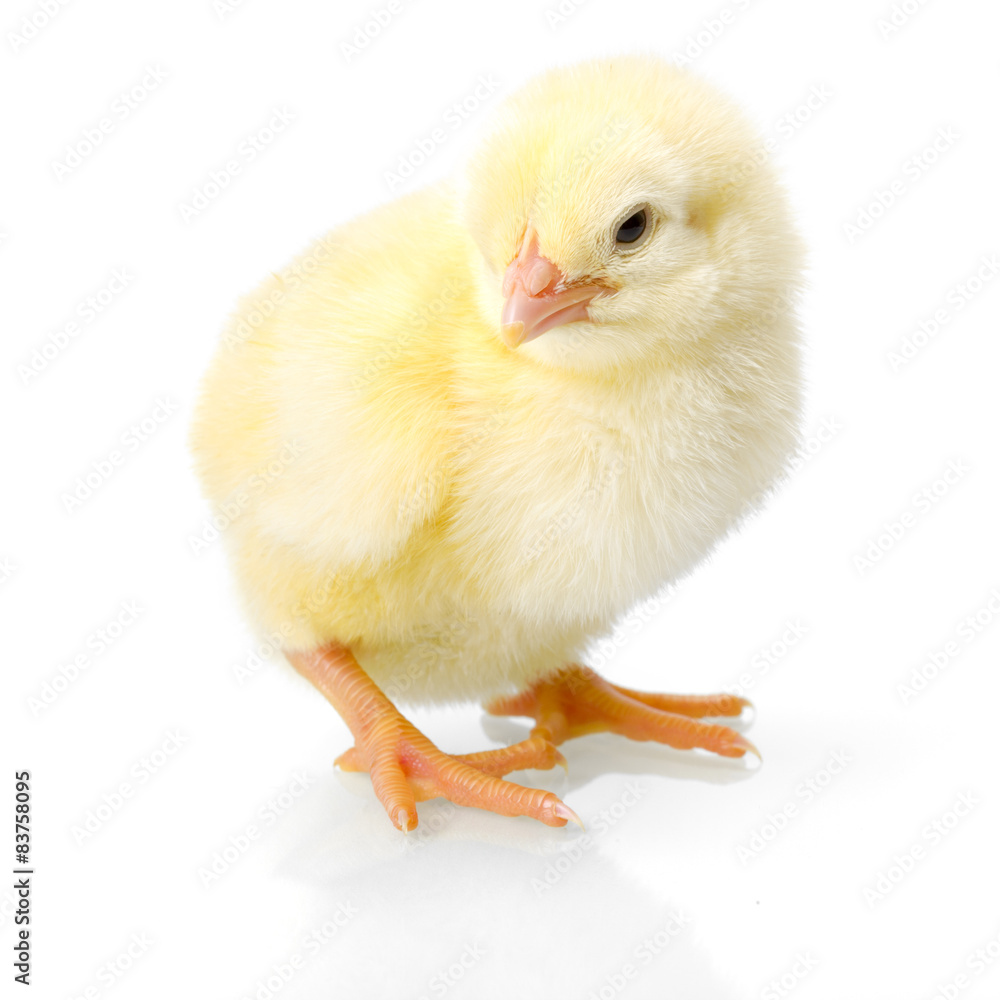 Fototapeta premium Yellow newborn chicken on reflective white