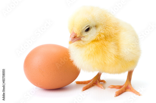 Little newborn yellow chicken with egg