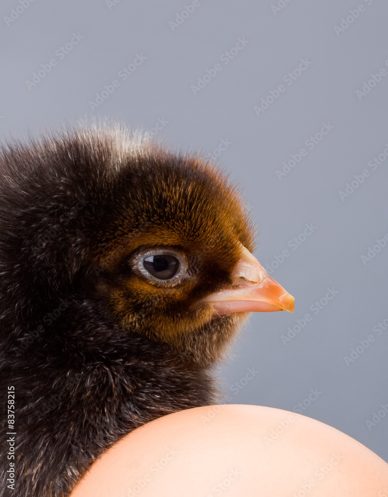 Fototapeta premium Macro of black newborn chicken head