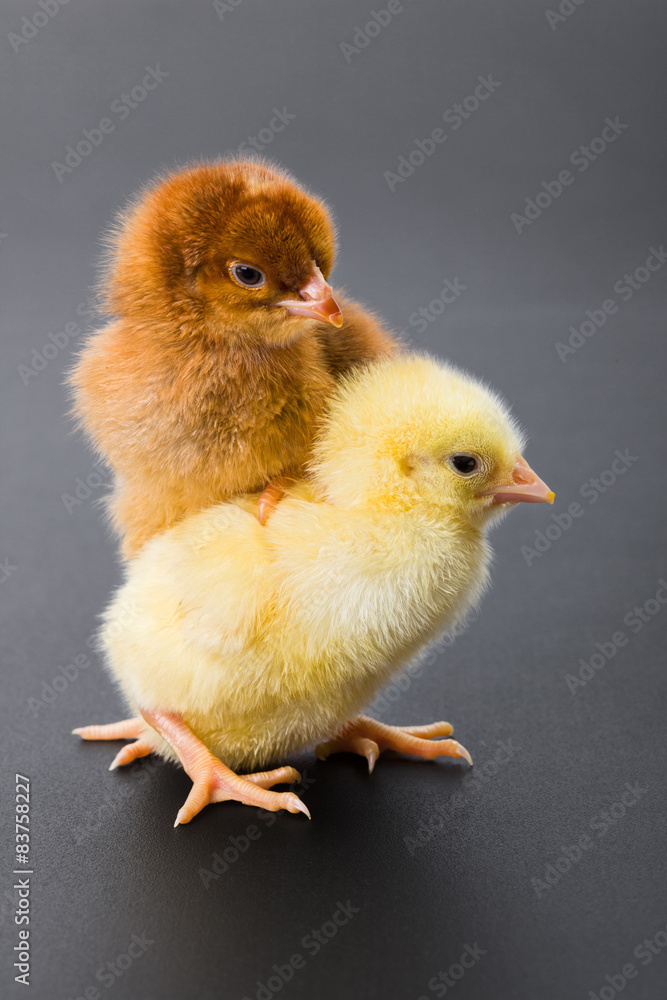 Newborn chickens on black Newborn chickens on black