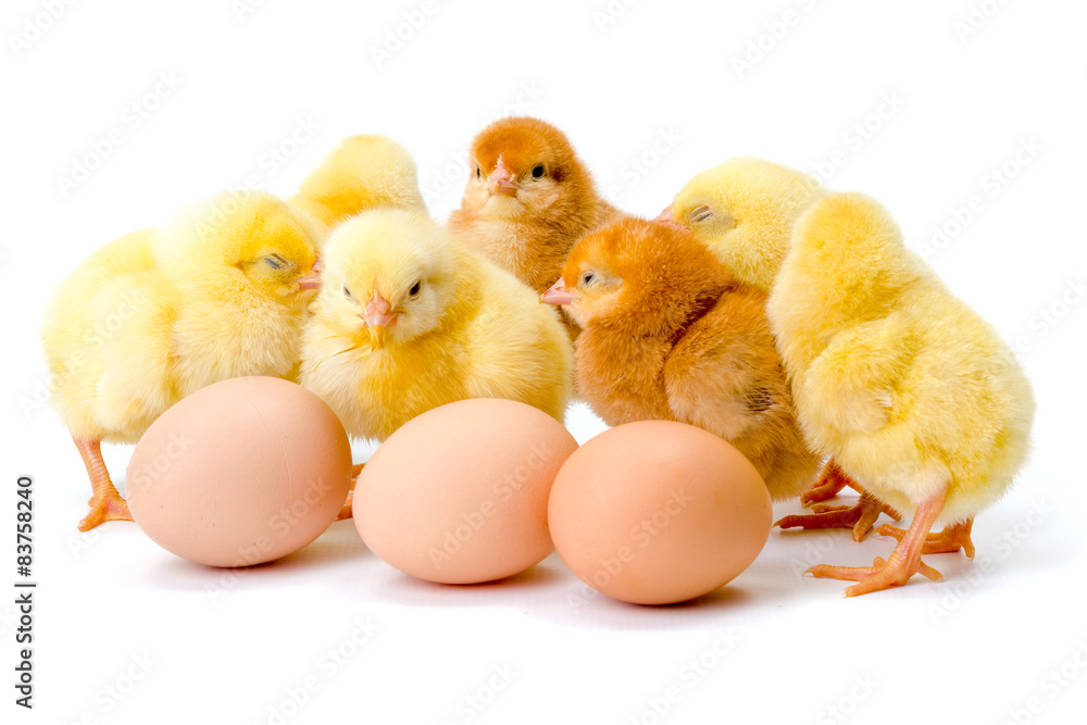 Group of newborn yellow chickens with eggs