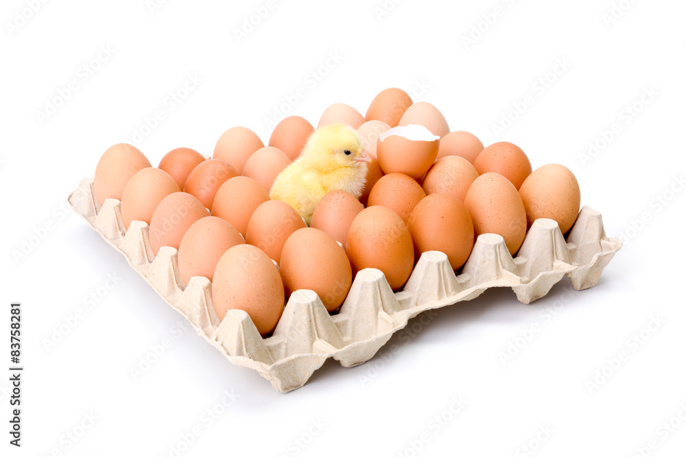 Egg tray with newborn yellow chicken in center Egg tray with newborn yellow chicken in center