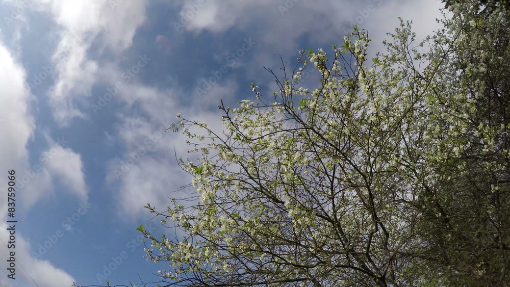 spring cherry tree blossoms in garden and clouds motion. Timelapse 4K spring cherry tree blossoms in garden and clouds motion. Timelapse 4K