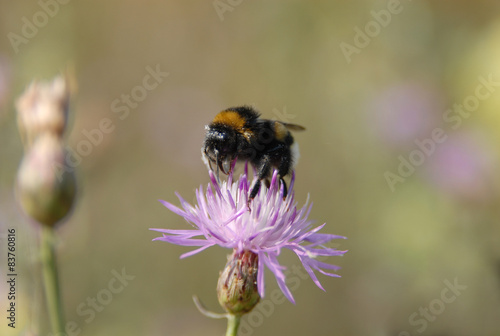  bumble-bee on violet flower