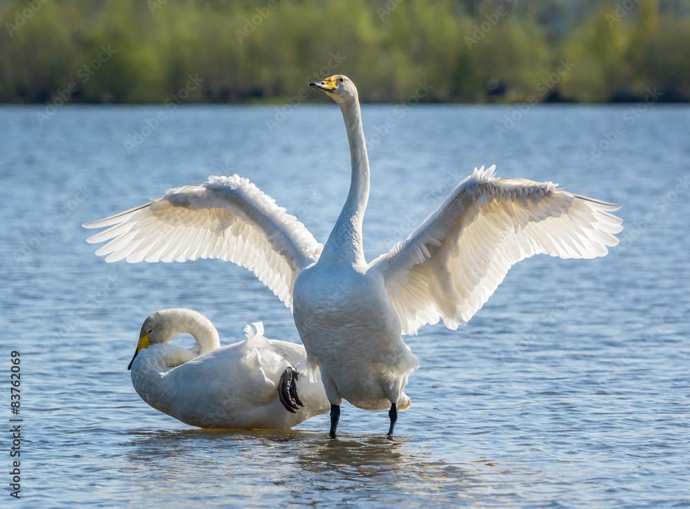 Naklejka premium Whooper