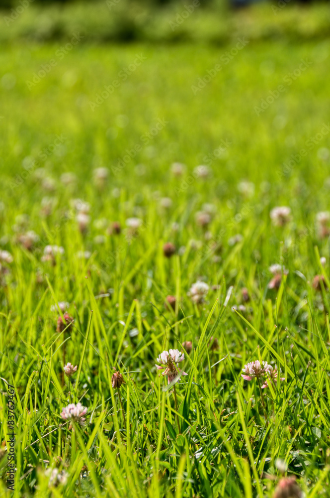 Field Field