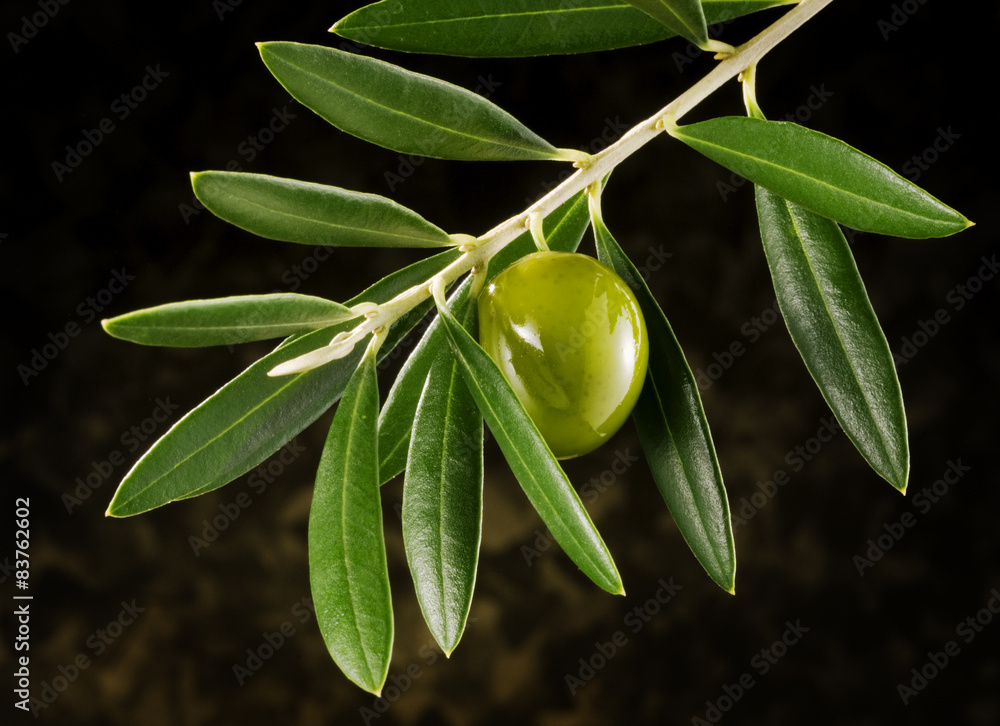 Obraz premium olive on olive-tree branch