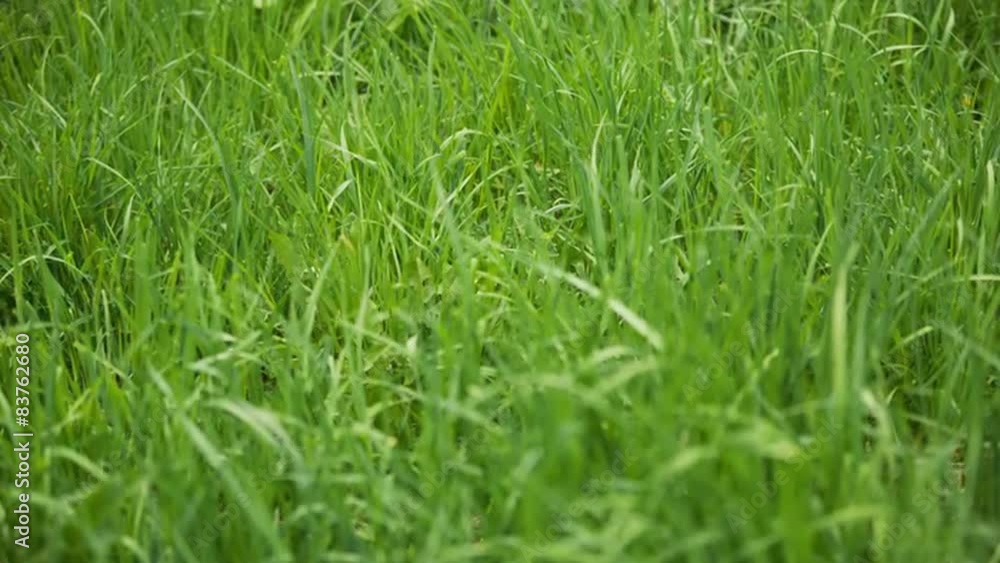focus pull through fresh spring grass on the lawn in the focus pull through fresh spring grass on the lawn in the