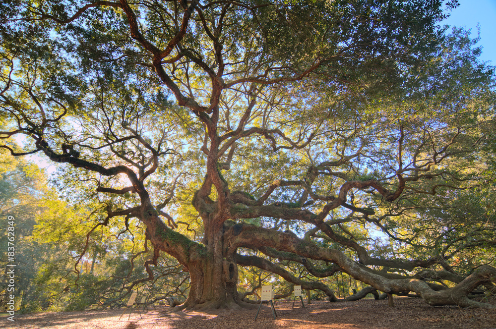 Angel Oark tree, Johns Island, South Carolina Angel Oark tree, Johns Island, South Carolina