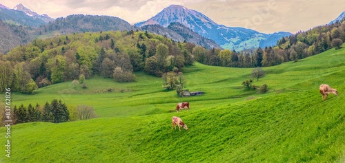 Obraz na plátně Green swiss pastures  in valley and some cows which graze