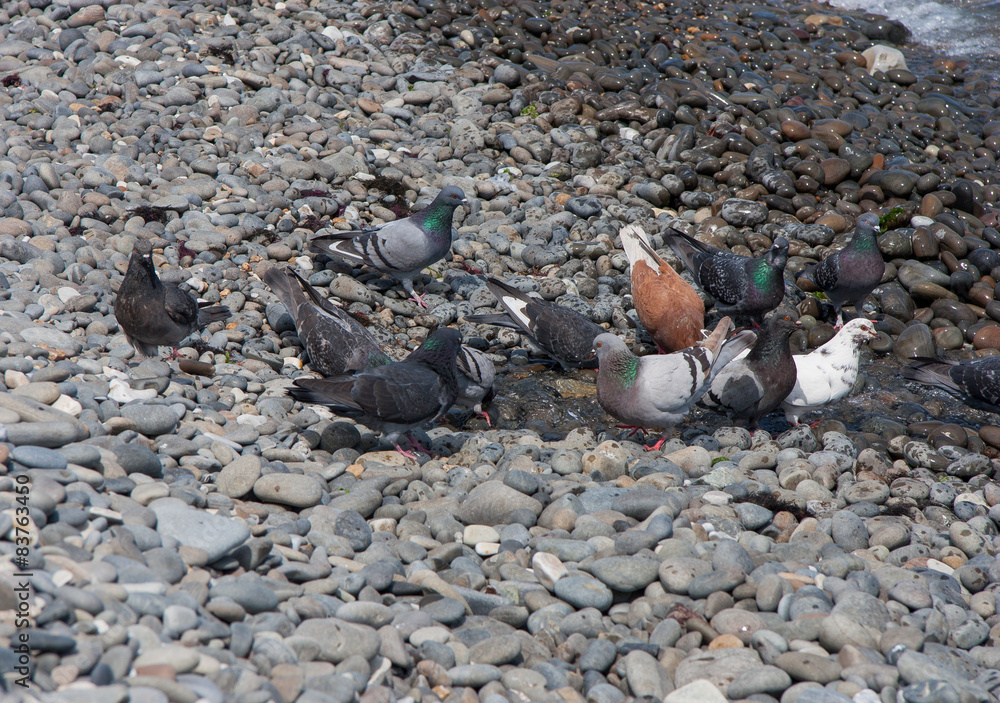 Fototapeta premium doves drinking from the creek