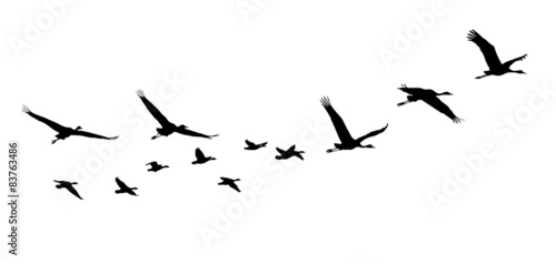Common Crane and Goose in flight silhouettes