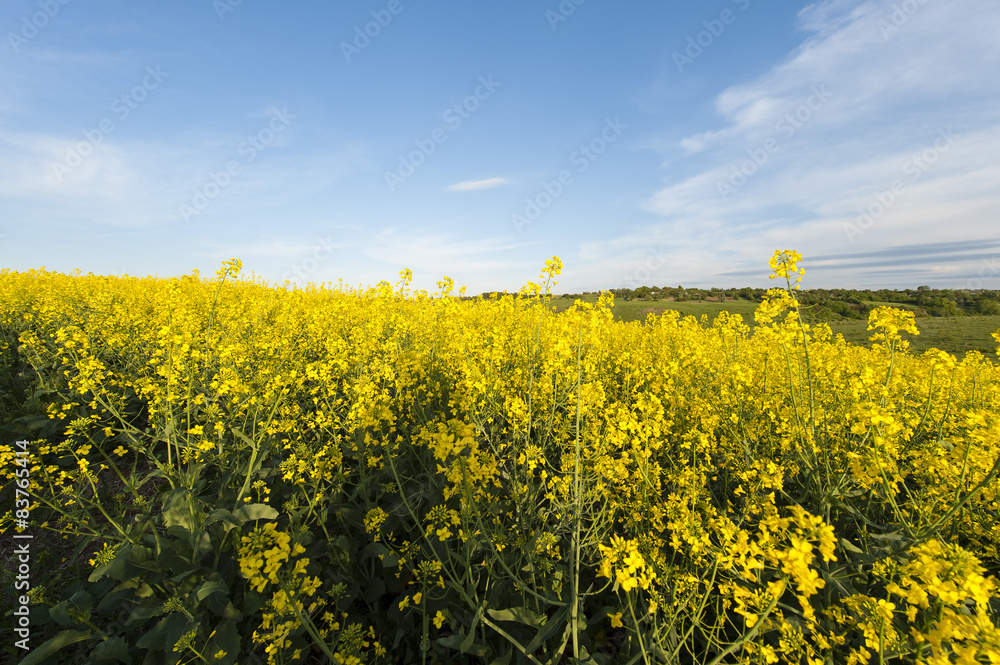 Blue sky and yellow field, Ukraine flag