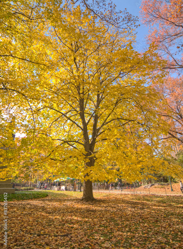 Naklejka premium Central Park, New York