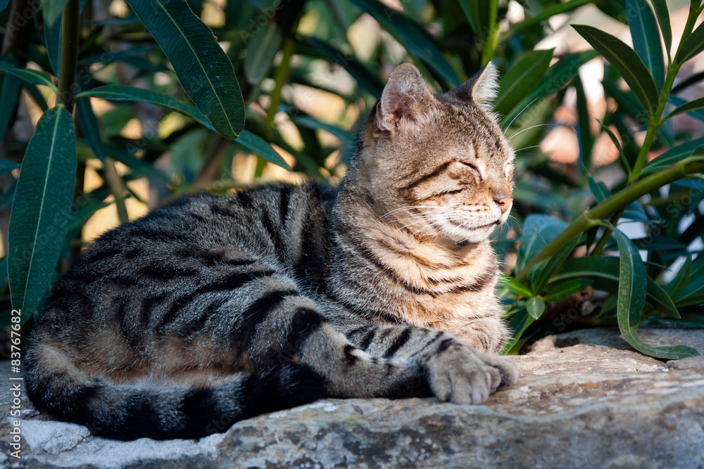 Tabby Cat taking a nap on a rock, relaxing