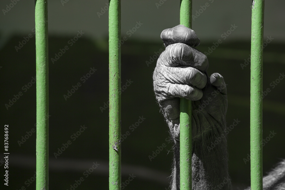 Fototapeta premium chimp in l prison