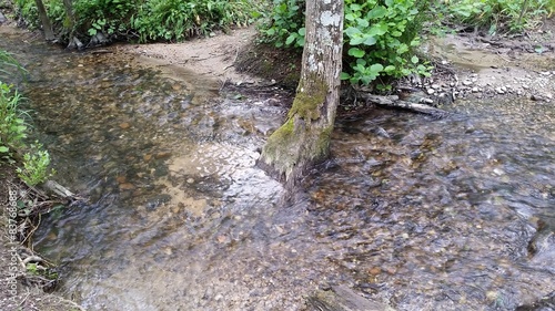 Joli petit ruisseau dans une forêt
