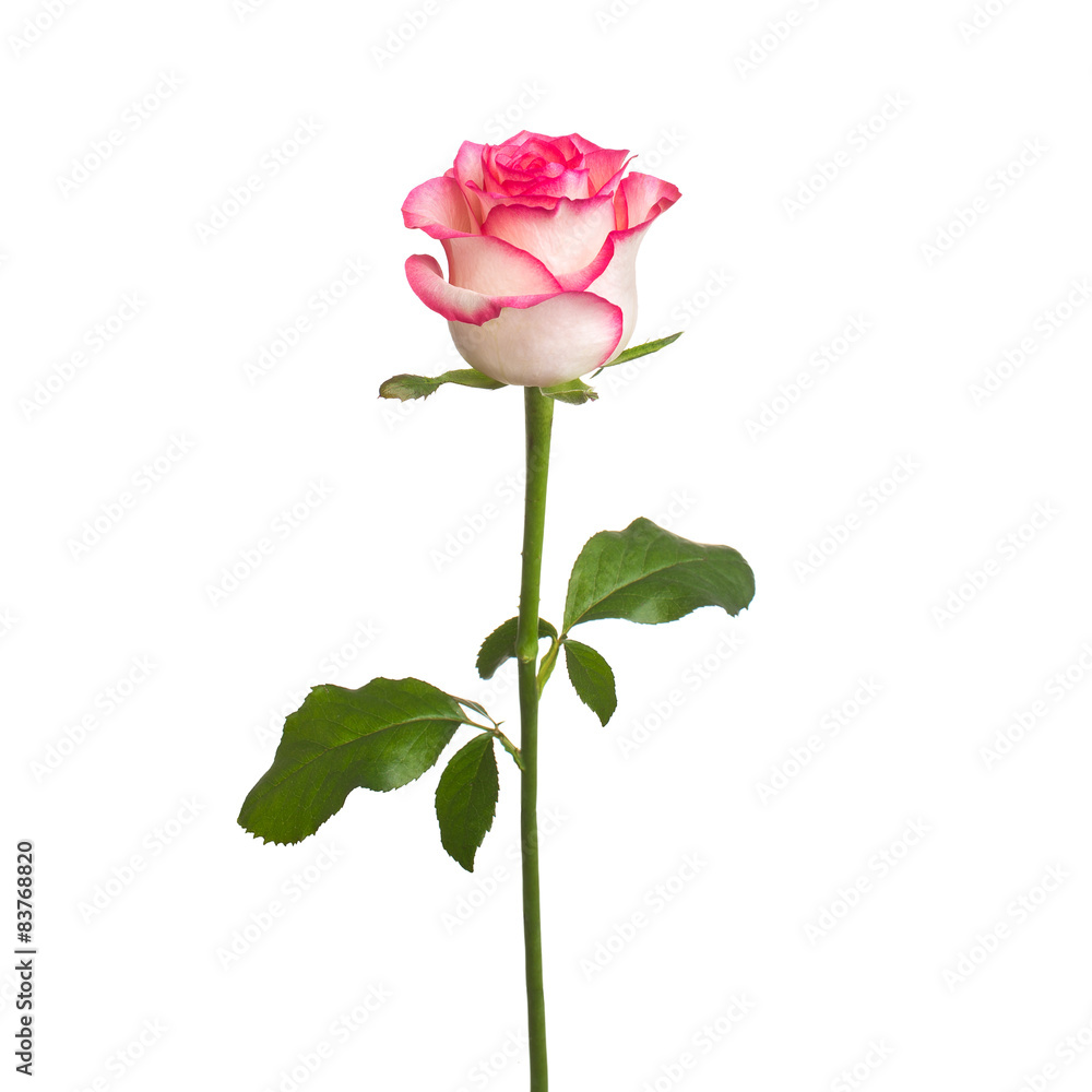 single beautiful rose isolate single beautiful rose isolate
