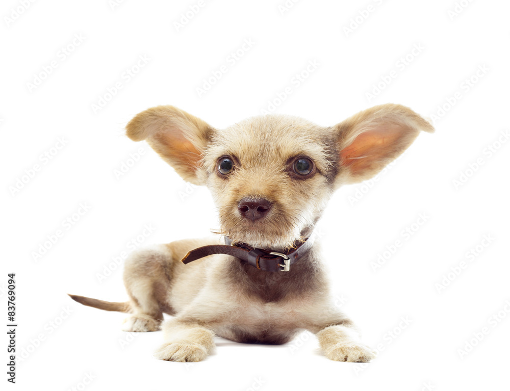 Funny puppy on a white background, distorted perspective Funny puppy on a white background, distorted perspective