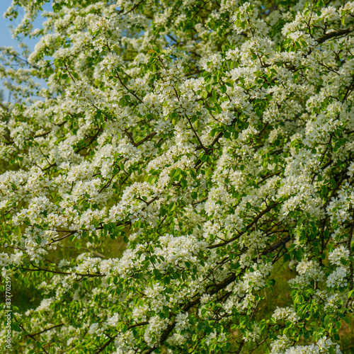 blooming wild pear trees