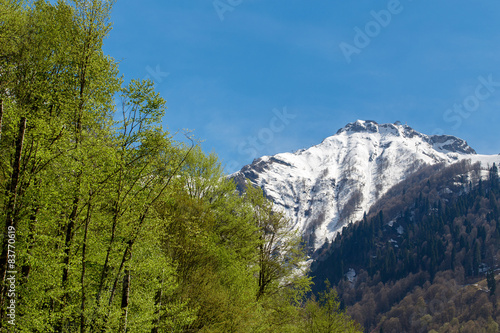Beautiful Mountain with Green Trees on Spring