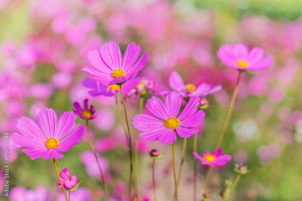 pink cosmos flowers blooming on field pink cosmos flowers blooming on field