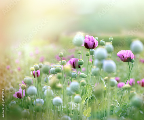 Fototapeta Naklejka Na Ścianę i Meble -  Poppy flowers - poppy fields