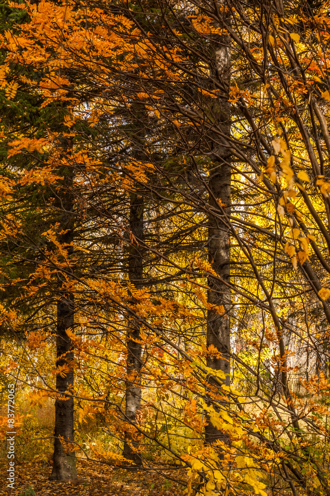 Obraz premium fire autumn