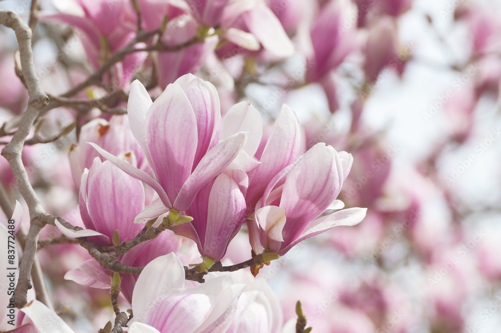Large pink magnolia flowers, close up
