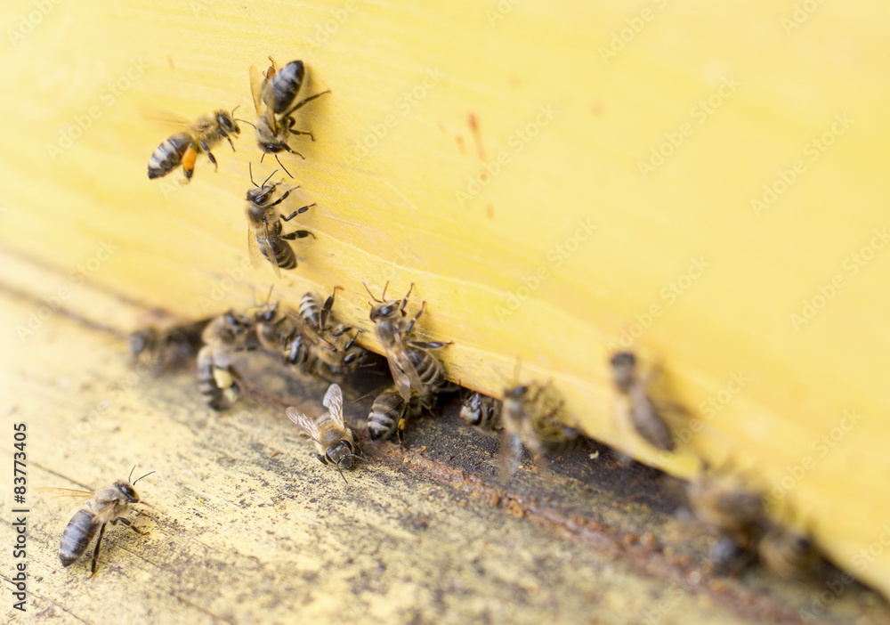 Fototapeta premium Honey bees