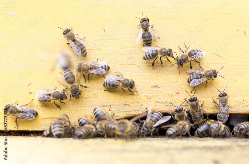 Obraz premium Honey bees in yellow beehive