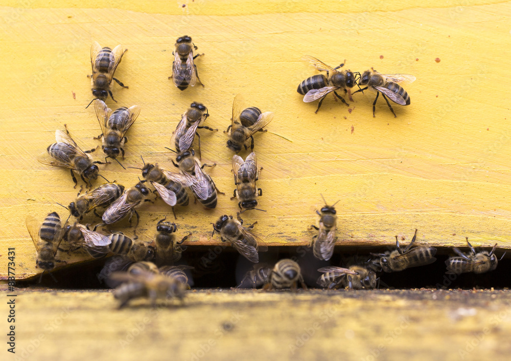 Obraz premium Honey bees beehive