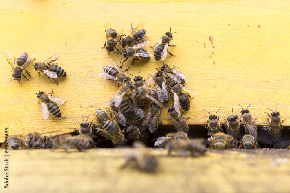 Obraz premium Honey bees in yellow beehive