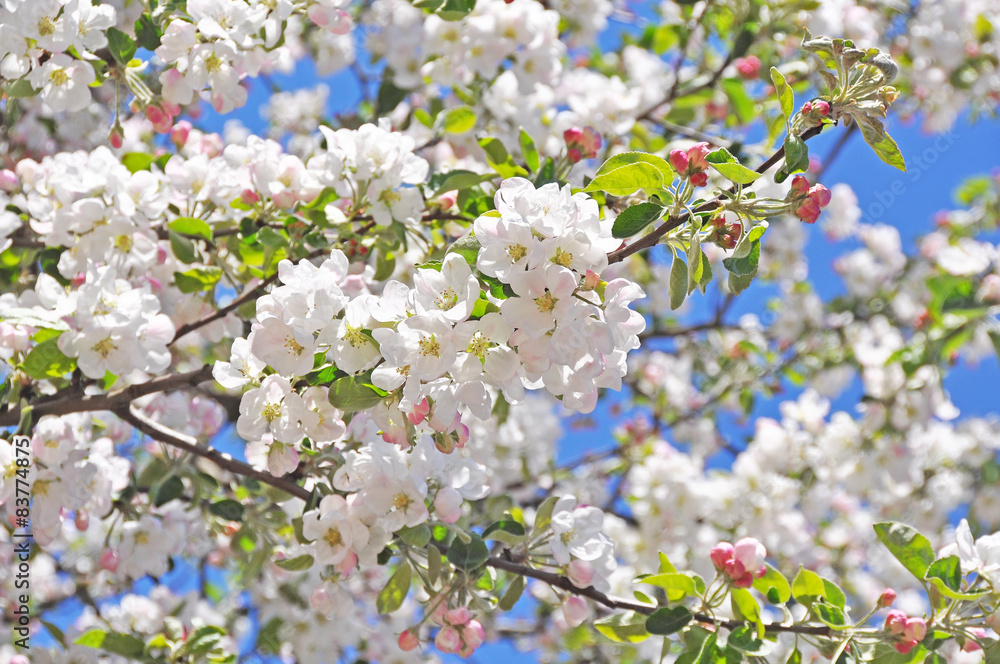 apple flowers background apple flowers background