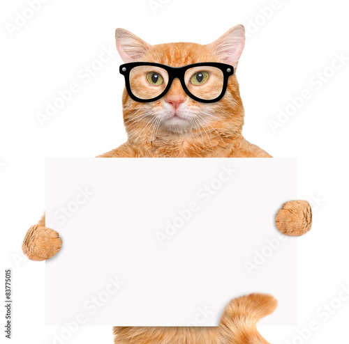 Fototapeta Naklejka Na Ścianę i Meble -  Placeholder banner cat.
