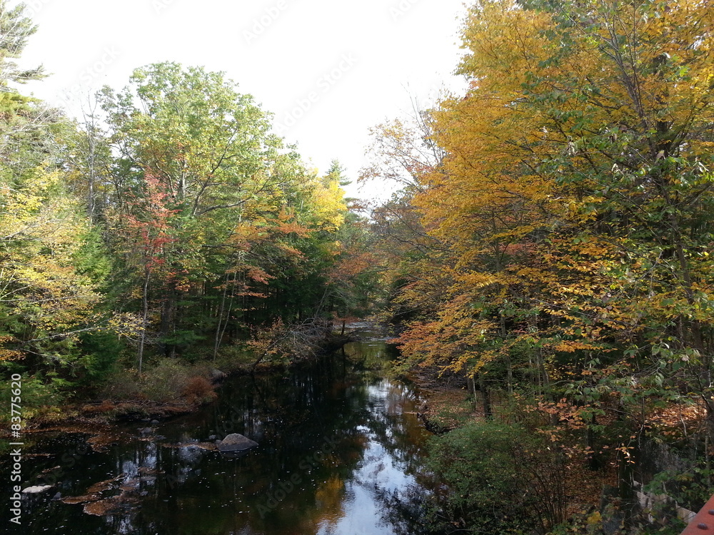Stream and Trees in Fall