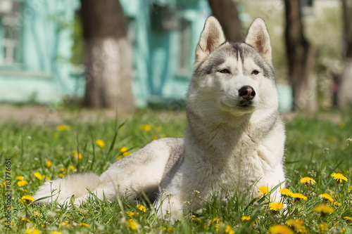 Portrait on the lawn in the urban environment. Siberian Husky