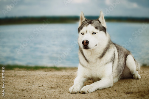 Dog sitting on the bank of the river. Siberian husky.